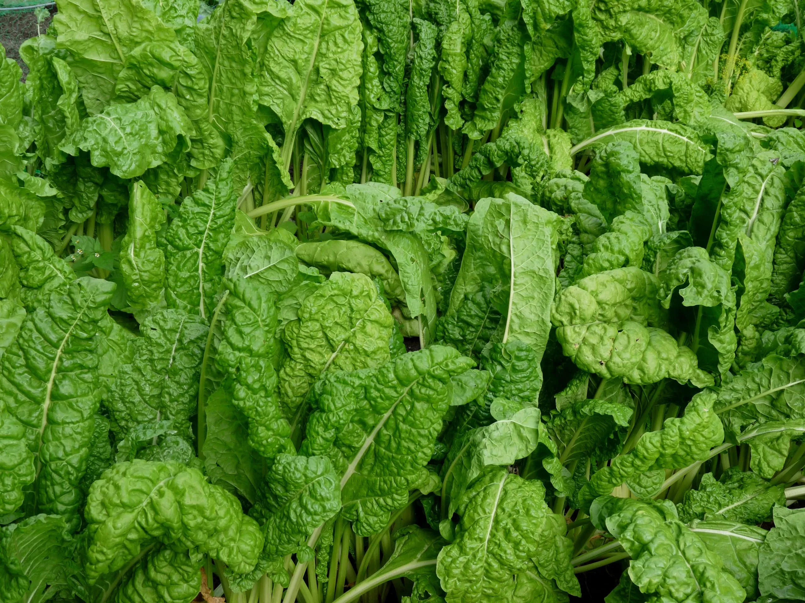Mangold als Blatt oder Stiel genießen