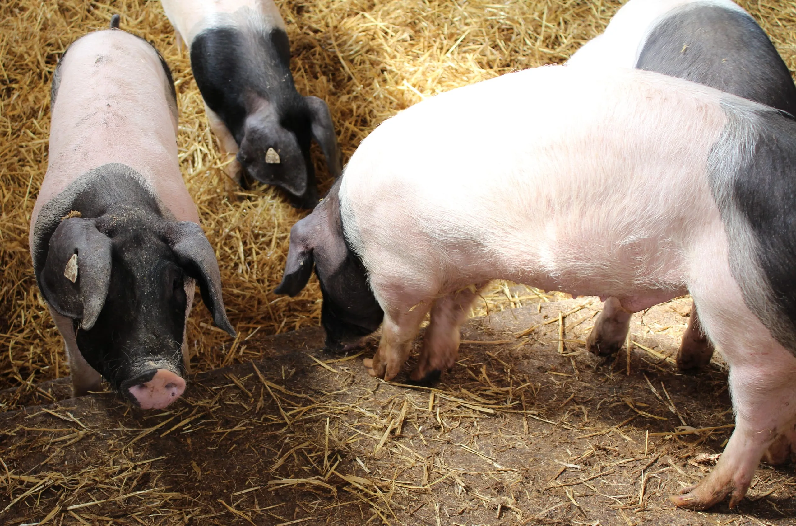 Mehr Kostenwahrheit im Ernährungssystem