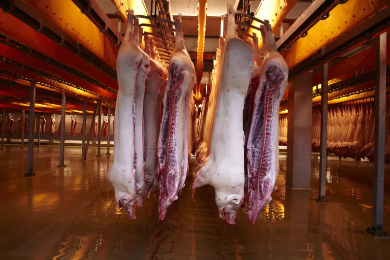 Die Erzeugerpreise von Schweinefleisch waren im Februar 2026 mit -12,5 % deutlich niedriger als im Vorjahresmonat.