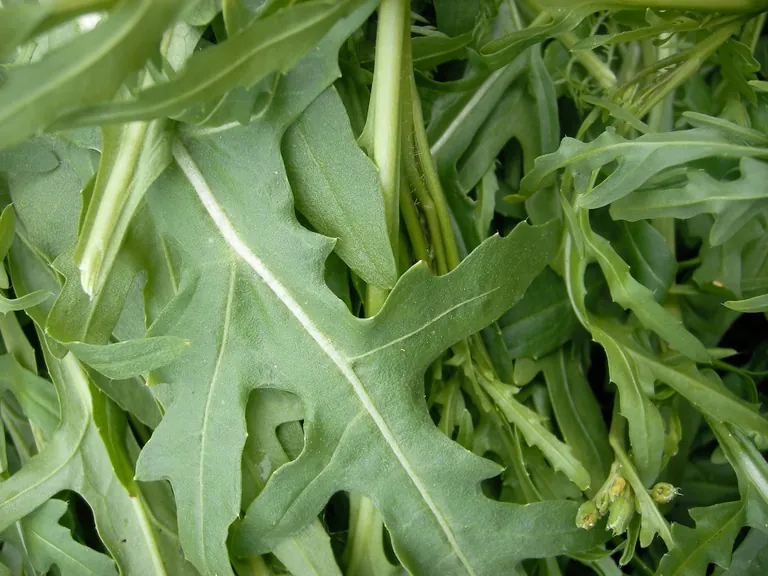 Meist wird Rucola roh verwendet oder kurz vor dem Servieren &uuml;ber hei&szlig;e Speisen gegeben, damit sein volles Aroma m&ouml;glichst gut erhalten bleibt.