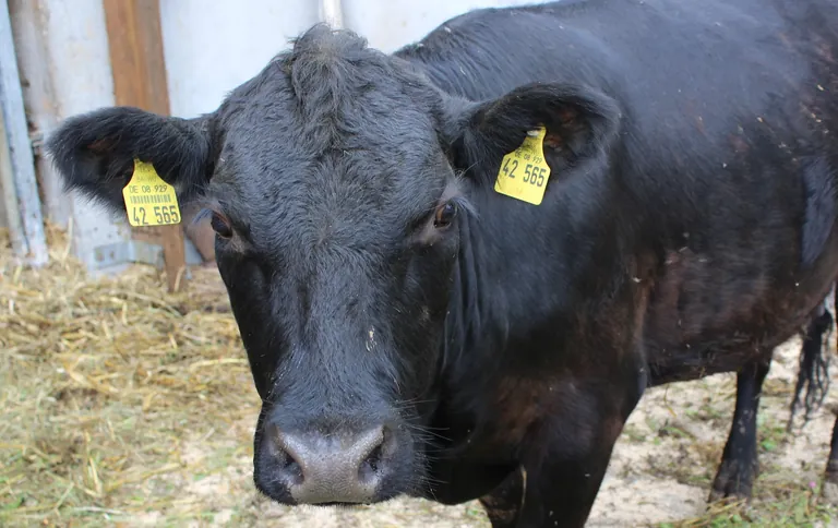 Aufgrund des deutlichen Preisanstiegs bei Rindern um 17,1 % lagen die Preise f&uuml;r Tiere insgesamt im Februar 2026 um 0,8 % h&ouml;her als im Februar 2025.