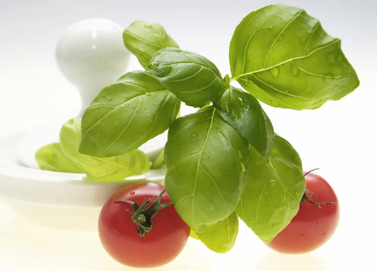 Gerichte wie Pizza Margherita oder Insalata Caprese erhalten durch Basilikum ihr unverwechselbares Aroma. 