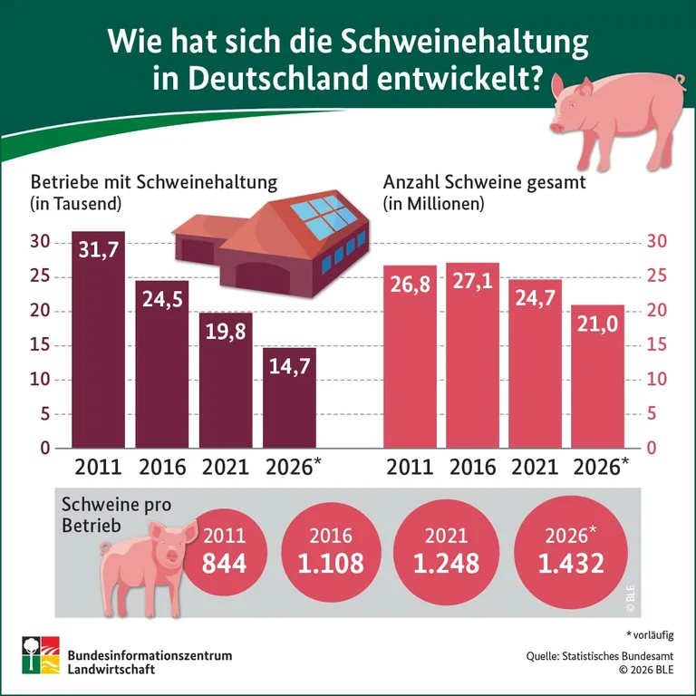 In den vergangenen 15 Jahren sank die Zahl der Betriebe in Deutschland mit Schweinehaltung um fast 54 Prozent auf derzeit 14.700.