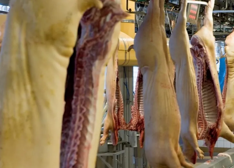 Mit -21,8 % sanken die Erzeugerpreise von Schweinefleisch im Juni 2026 deutlich im Vergleich zum Vorjahresmonat.