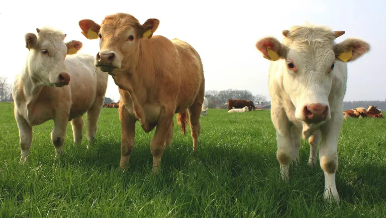Das Verbändebündnis unterstützt nach eigenen Angaben ausdrücklich bessere Tierwohlstandards und eine starke heimische Landwirtschaft.