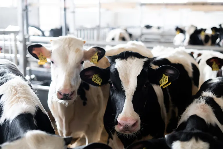 Lange Wege bedeuten für die Tiere Stress beim Transport, der die Qualität von Kalbfleisch nachweislich negativ beeinflusst.