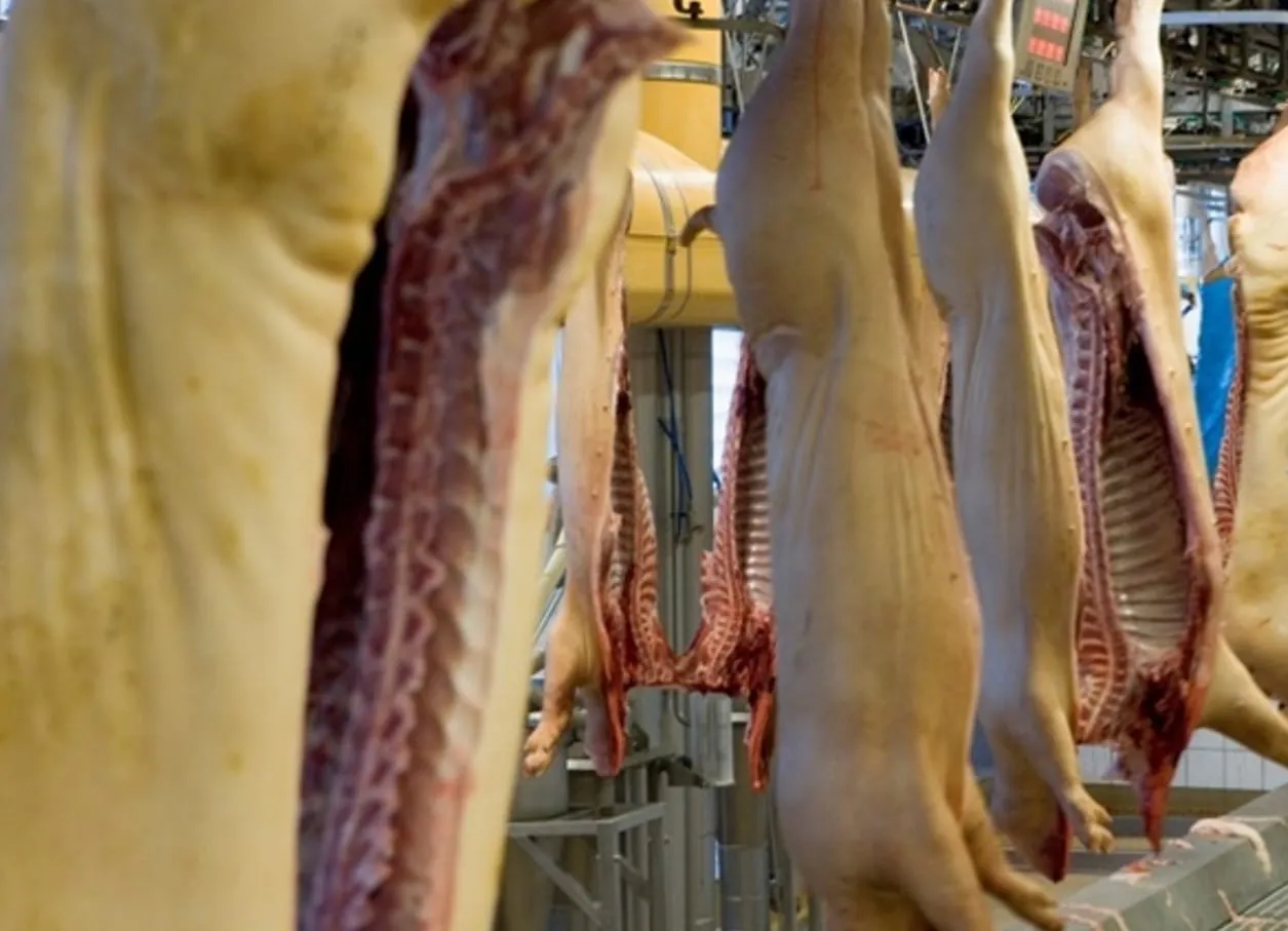 Erzeugerpreise tierischer Produkte im Juli 2026