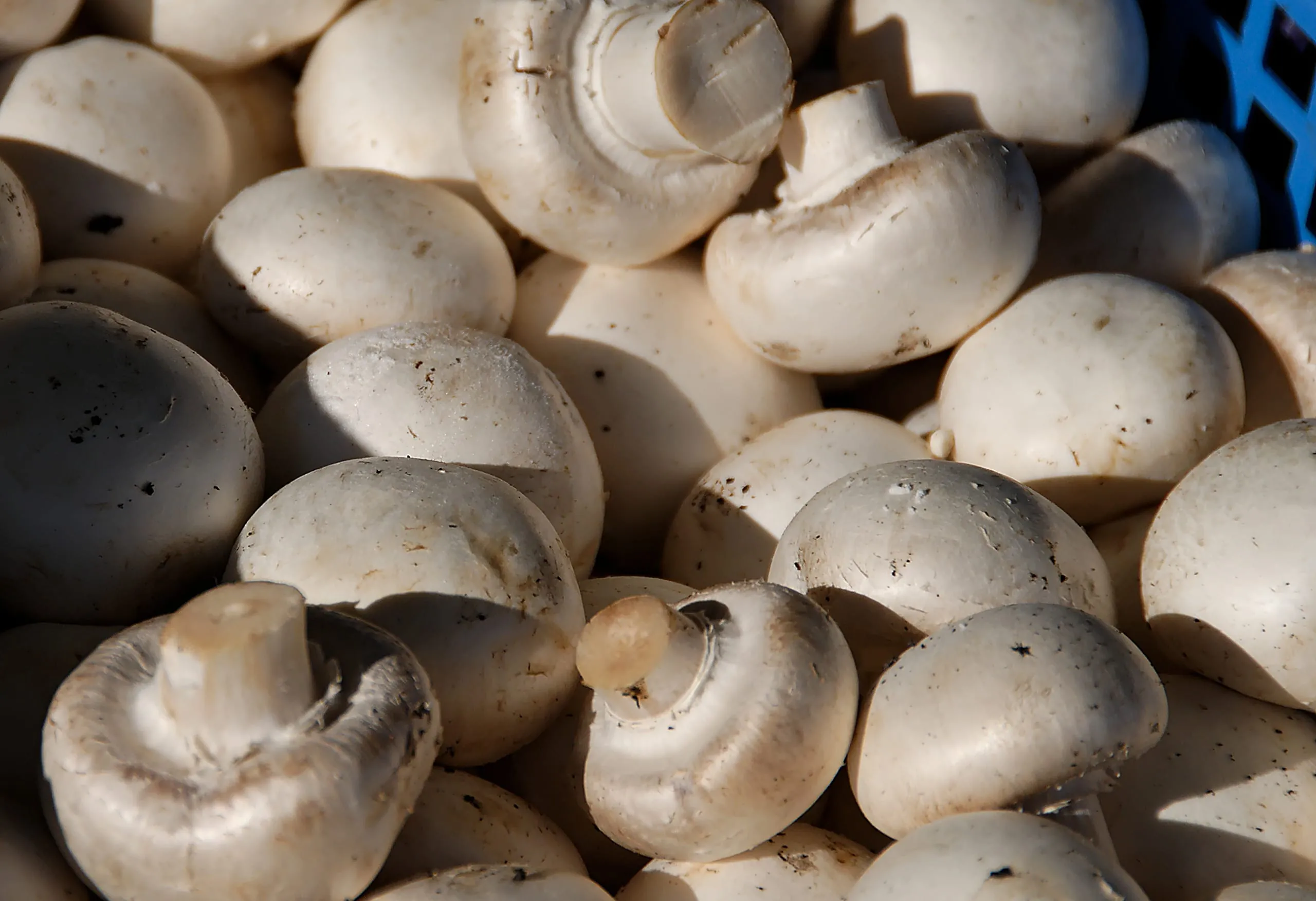 Champignons sind die Champions
